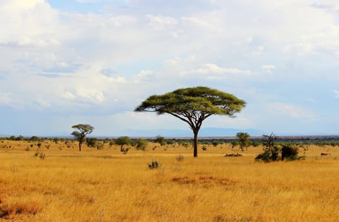 Dar es Salaam to Arusha